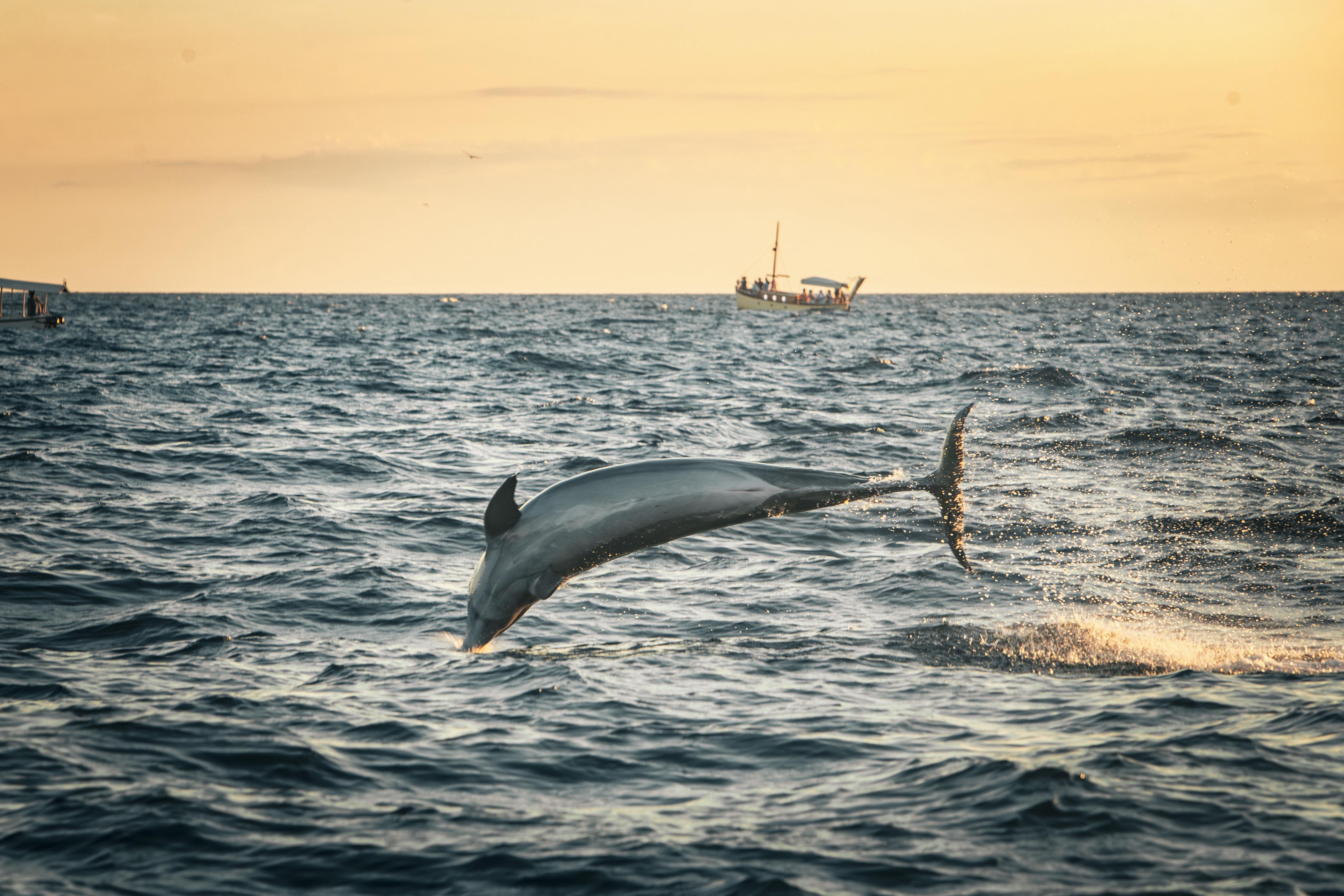Dolphin & Sunset Tour